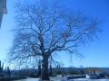 IMG_8969_resize