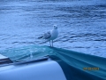 IMG_9064_resize