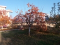 20161123_150205_resize