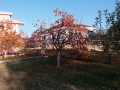 20161123_150234_resize