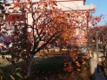 20161123_150254_resize