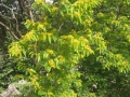 IMG_4243_resize