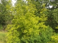 IMG_4244_resize
