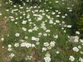 IMG_4250_resize