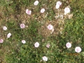 IMG_4251_resize