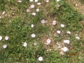 IMG_4252_resize