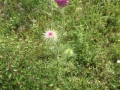 IMG_4254_resize