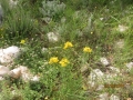 IMG_4257_resize