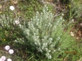 IMG_4258_resize