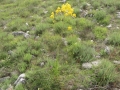 IMG_4262_resize
