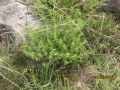 IMG_4264_resize
