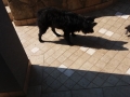 20160901_103608_resize