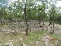IMG_4188_resize
