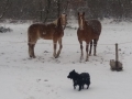 20180301_161821_resize