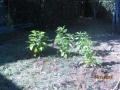 IMG_8526_resize